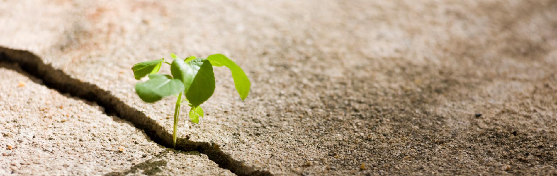 plant sprouting in between crack